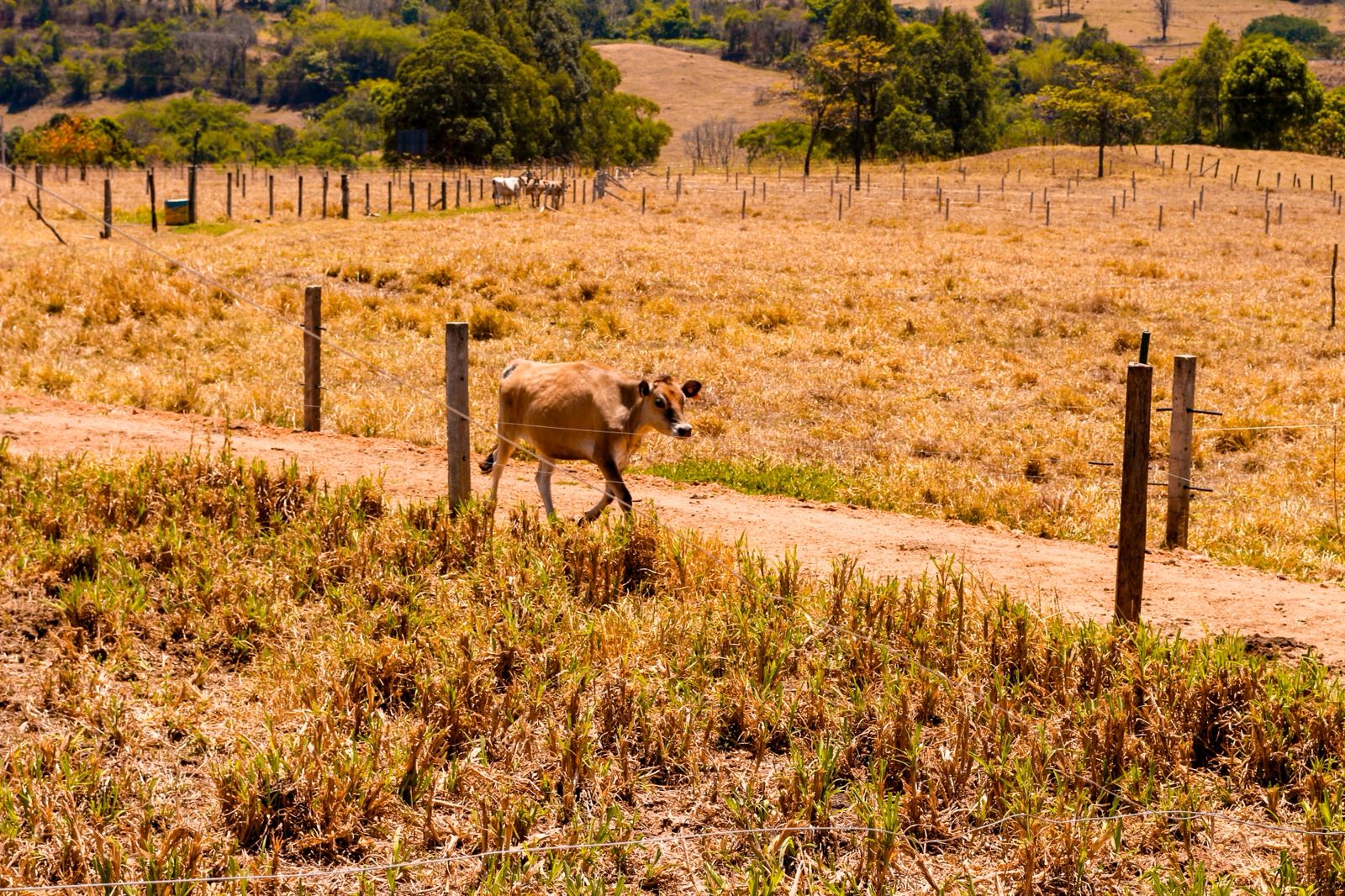 Vaca Jersey caminhando pela propriedade no Cerrado